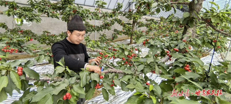 大樱桃抢“鲜”上市