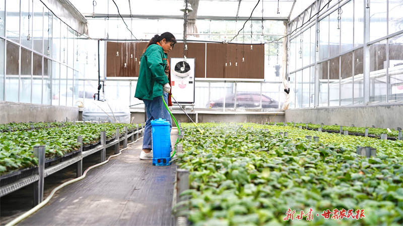 “归雁”李健 情系故里反哺桑梓