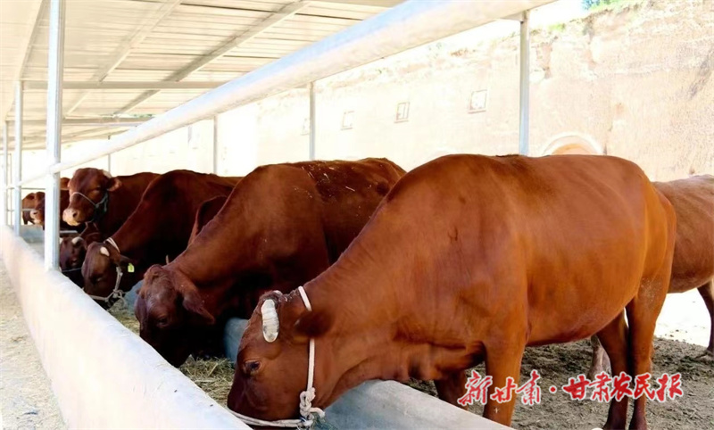崇信：打好&ldquo;牛算盘&rdquo;奔向振兴路