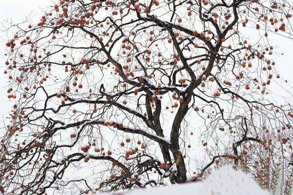 雨雪天气果树如何管理