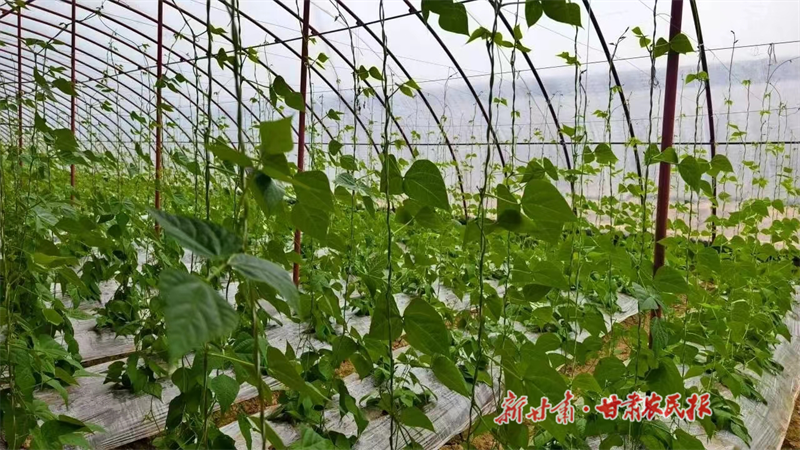 靖远：小架豆&ldquo;架&rdquo;起致富桥