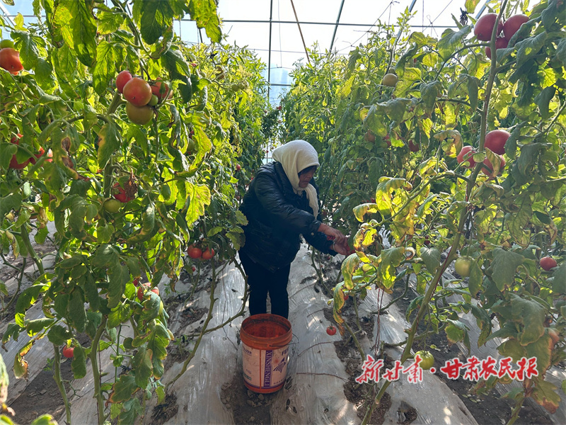 静宁：大棚绿意浓 奏响&ldquo;增收曲&rdquo;