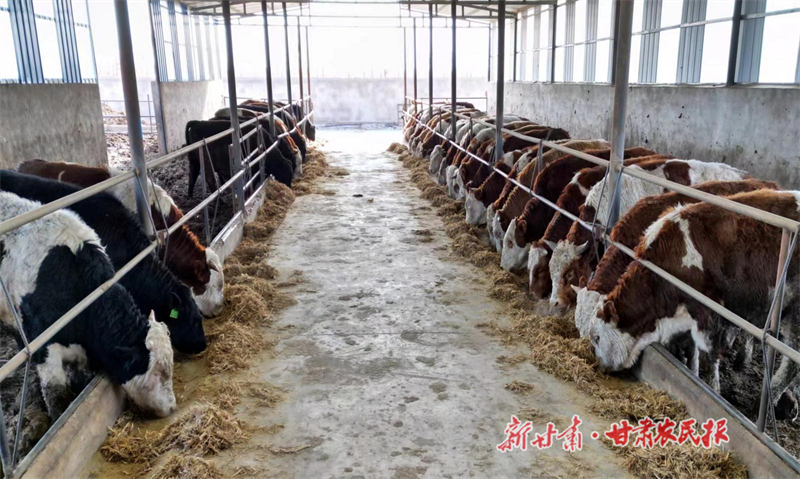 金川区：牵上&ldquo;牛鼻子&rdquo; 过上&ldquo;牛日子&rdquo;