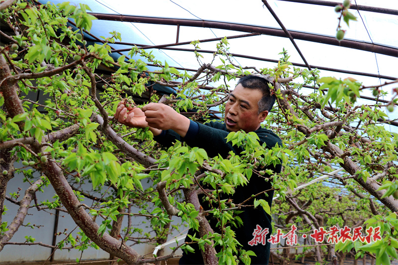 棚室果树授粉、蔬果