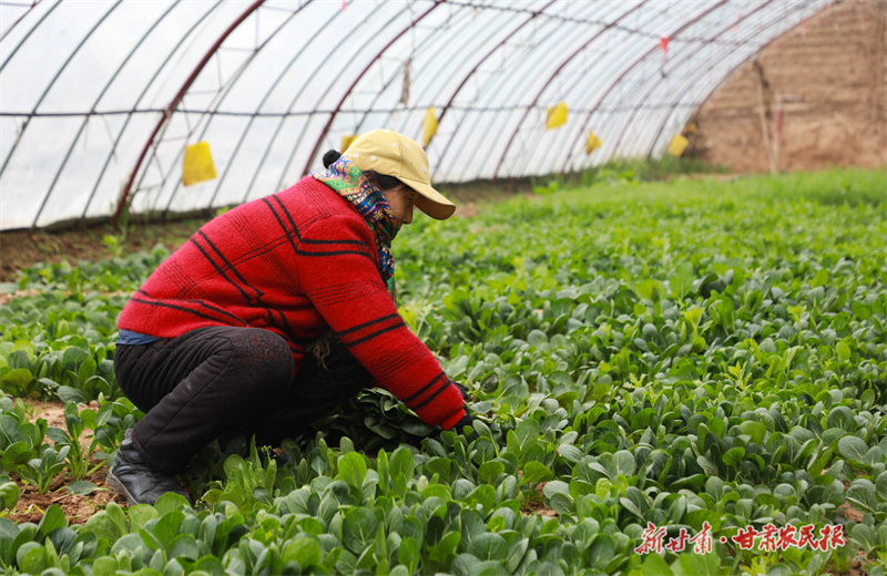 崆峒区：人勤春来早 大棚“春意浓”