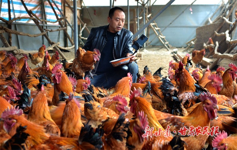 张贵军 养鸡场的“追梦人”