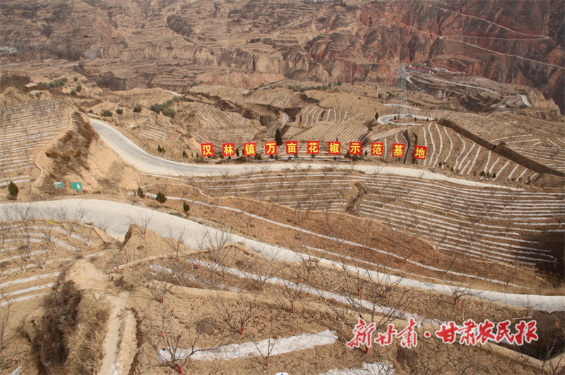 武都 &ldquo;椒管家&rdquo;护航增收路