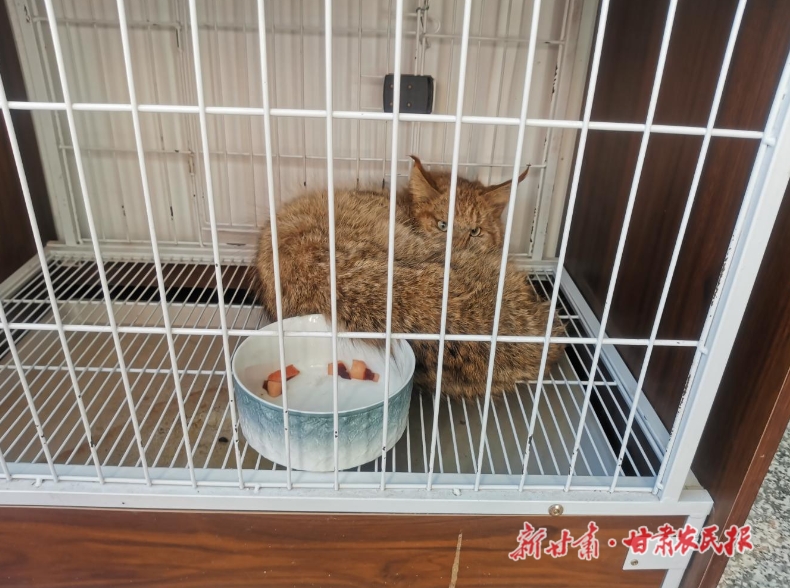 民乐县公安局森林警察救助一只受伤荒漠猫