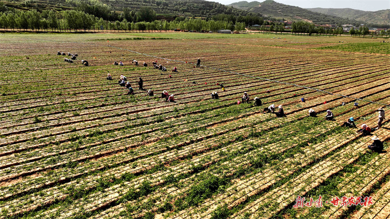 庄浪：做道地药材 开振兴良方