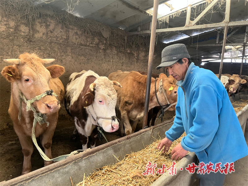 养牛大户“老焦”的致富梦
