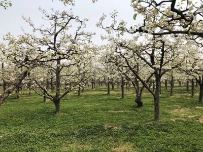 梨园春季管理要点
