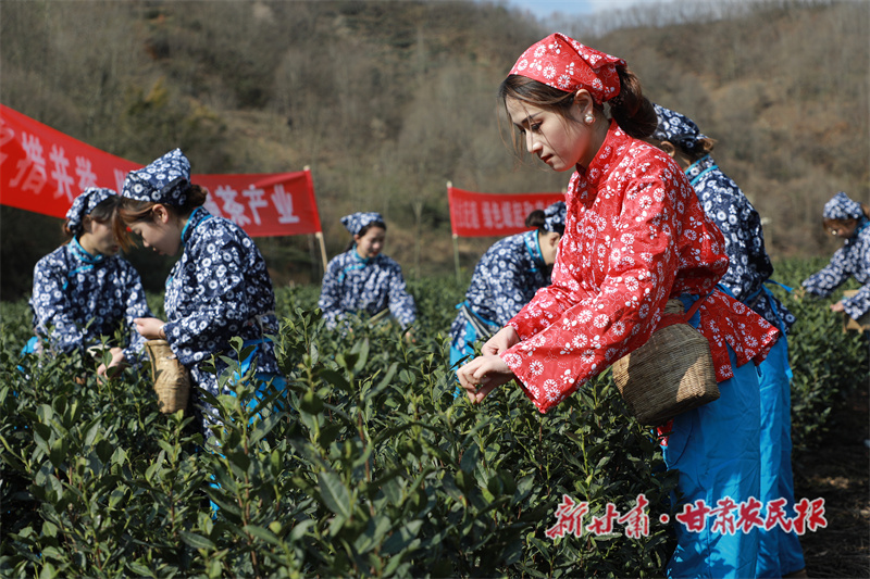 文县：一叶一春 抢&ldquo;鲜&rdquo;开采