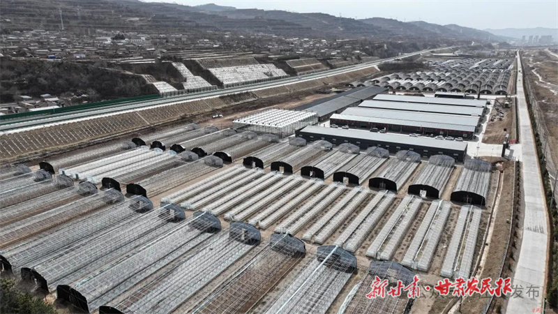 庄浪 智慧菌菇扎下“致富根”