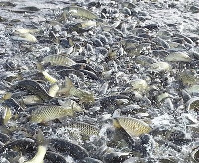 春季鱼类养殖技术要点