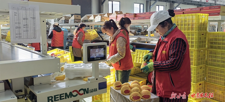 静宁苹果销售旺