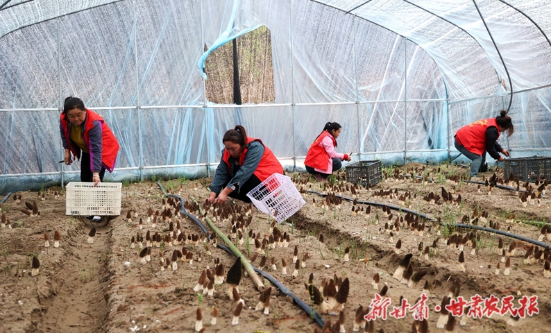 康县迷坝乡：羊肚菌抢“鲜”上市