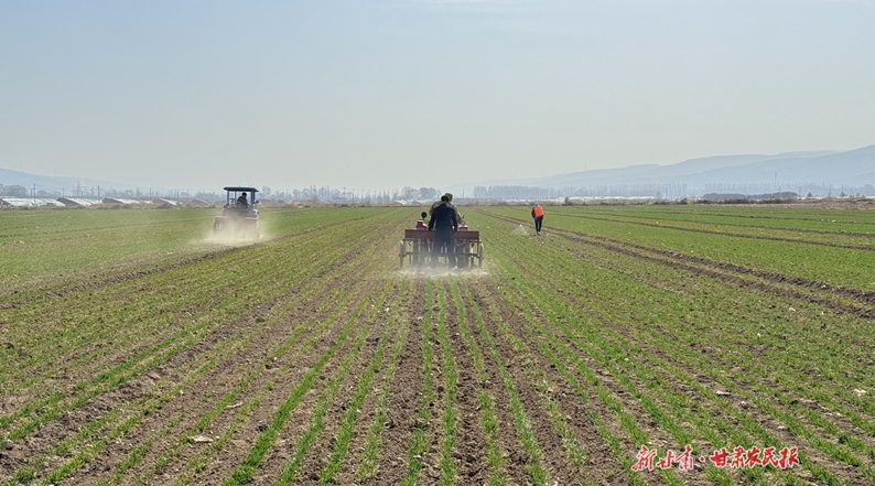 崆峒：田间管理齐发力 保障夏粮丰产丰收