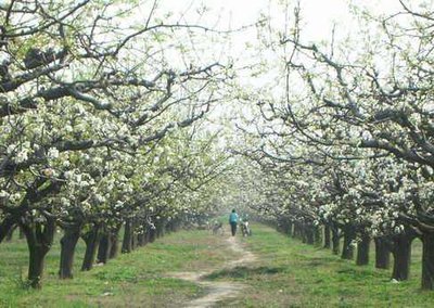 梨树春季高接换头四法