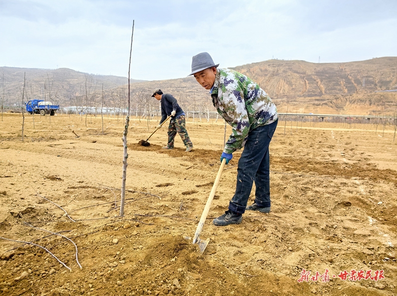 庄浪：老果园焕发新活力