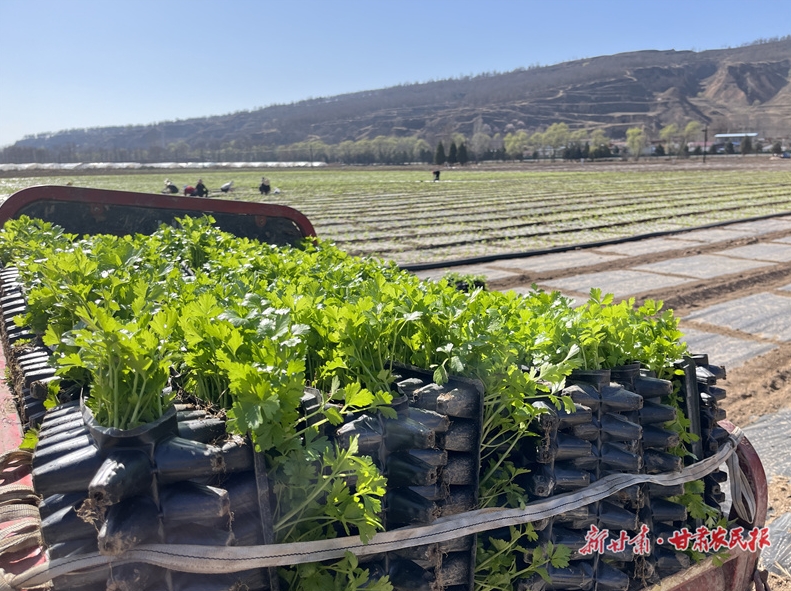 崆峒区：头茬高原夏菜开始移栽