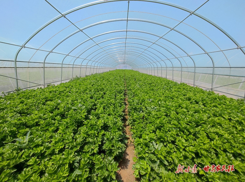 静宁：蔬菜大棚“种”出乡村振兴好风景