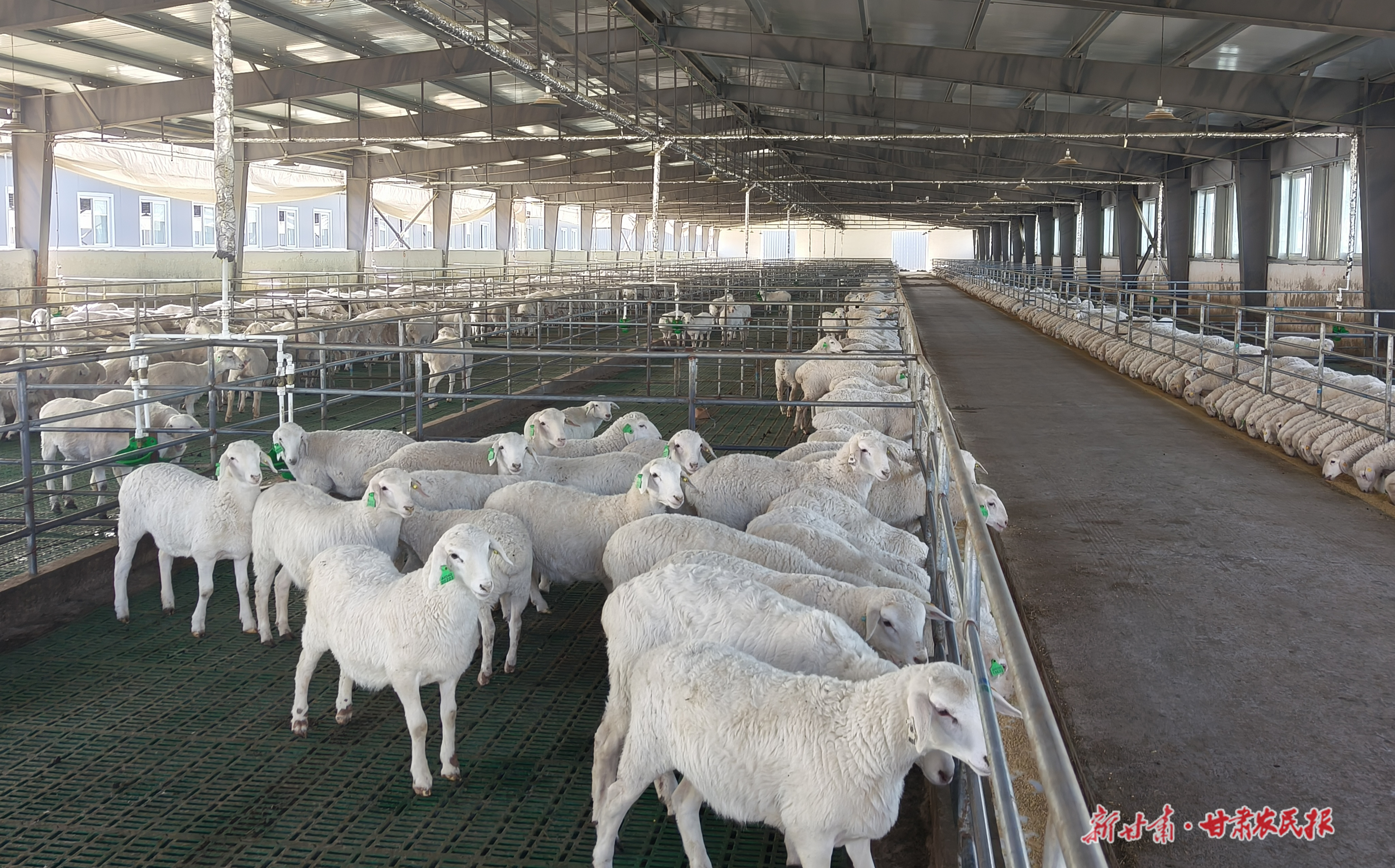 庆城：特色养殖&ldquo;畜&rdquo;势勃发