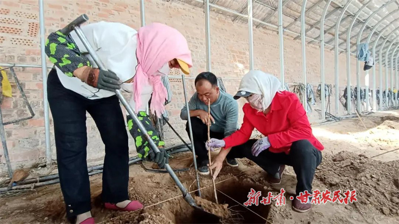 油蟠桃落户古浪