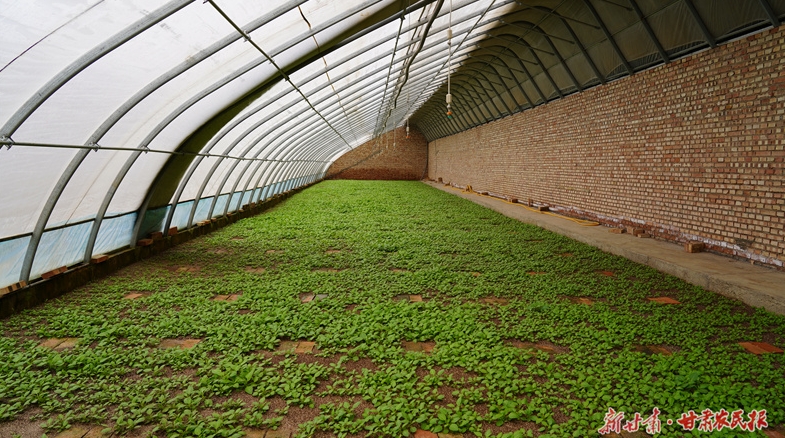 静宁：科技育苗拓宽增收路
