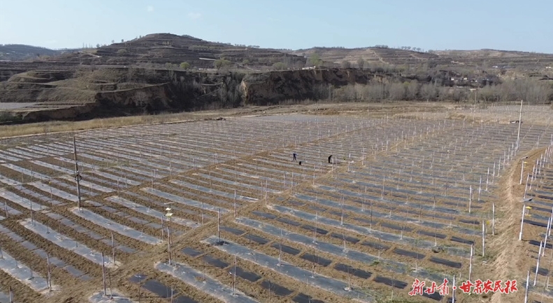 静宁：“幼园套种”实现“以短养长”