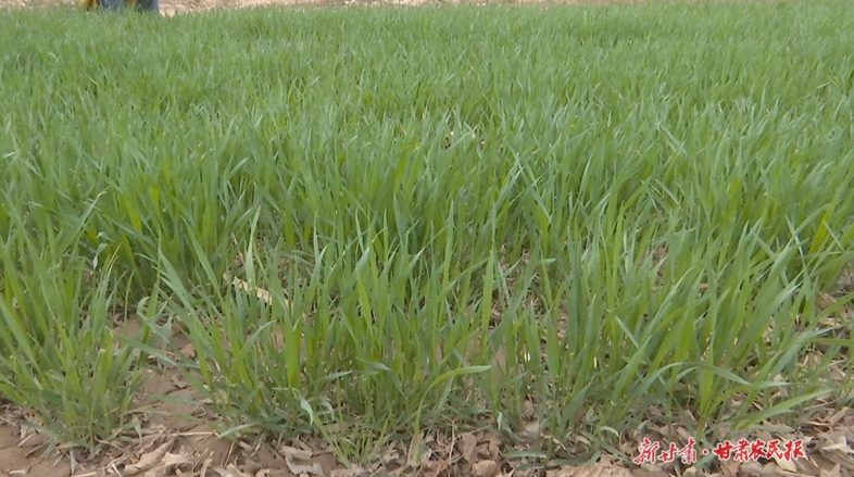 崆峒区：春灌水“浇”出新希望