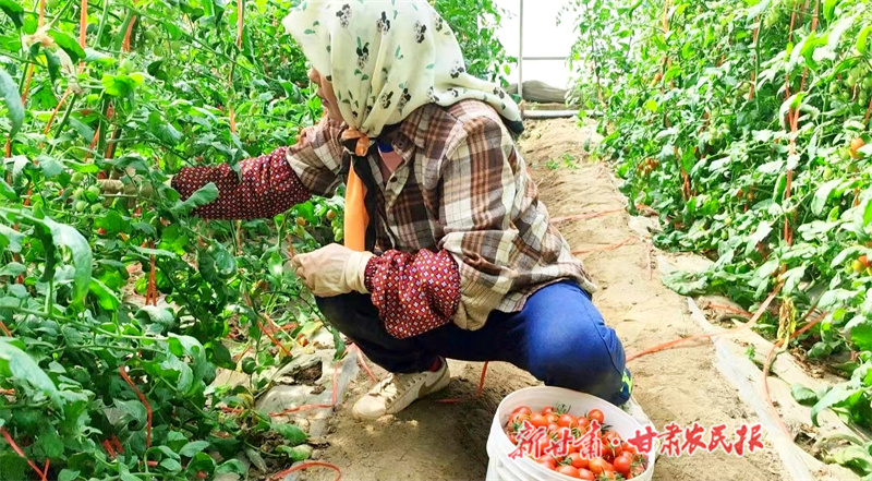 金塔县：特色种植激活乡村振兴新引擎