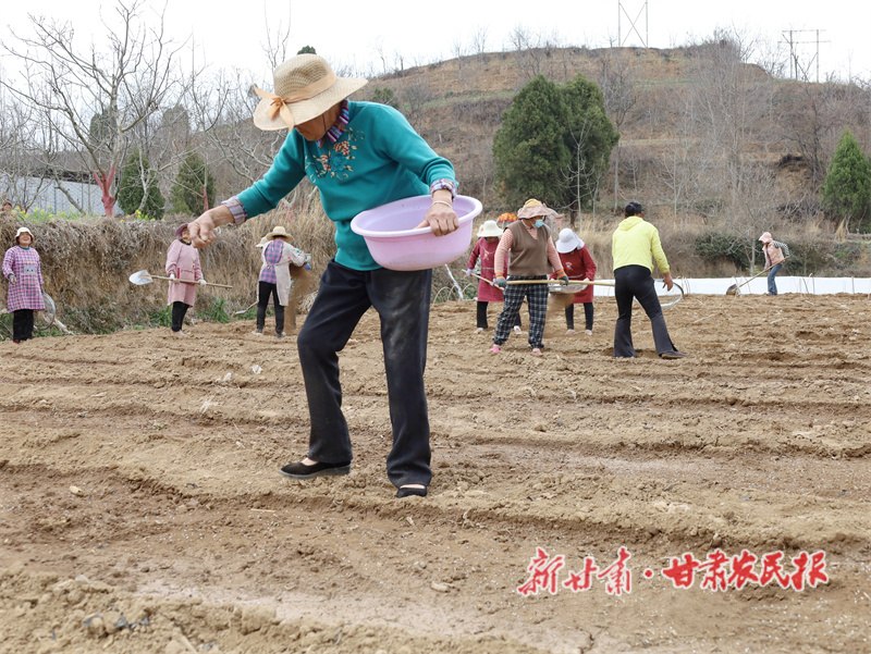 成县：万寿菊&ldquo;育&rdquo;出致富路