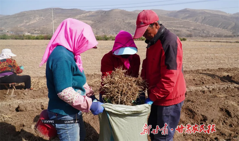 通渭：致富路上药香飘