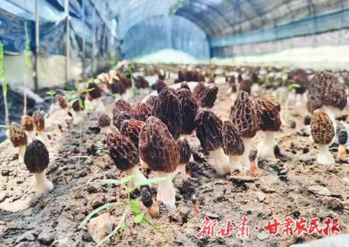 康县：羊肚菌高效种植示范基地助农增收