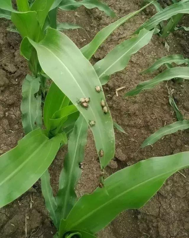 果园金龟子防治有办法