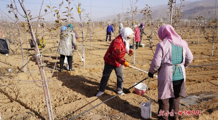 静宁：干群携手防霜冻 全力守护“金果果”