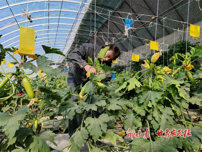 金塔 蔬菜种植拓宽致富路