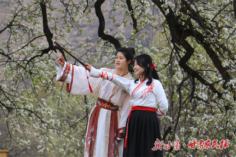 百年古梨园梨花竞相开放