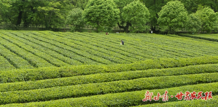 阳坝镇：茶旅融合谱新篇