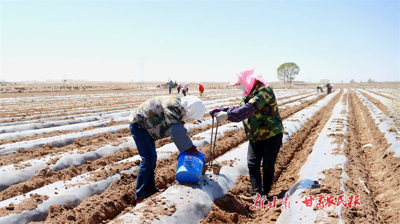 山丹：以&ldquo;薯&rdquo;光为翼 奔振兴之路