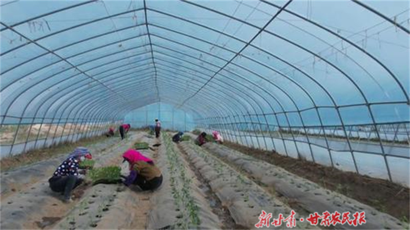 会宁白草塬：大棚蔬菜定植忙