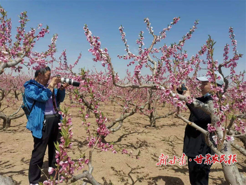 靖远刘川：&ldquo;桃经济&rdquo;绘就乡村振兴&ldquo;甜蜜&rdquo;图景
