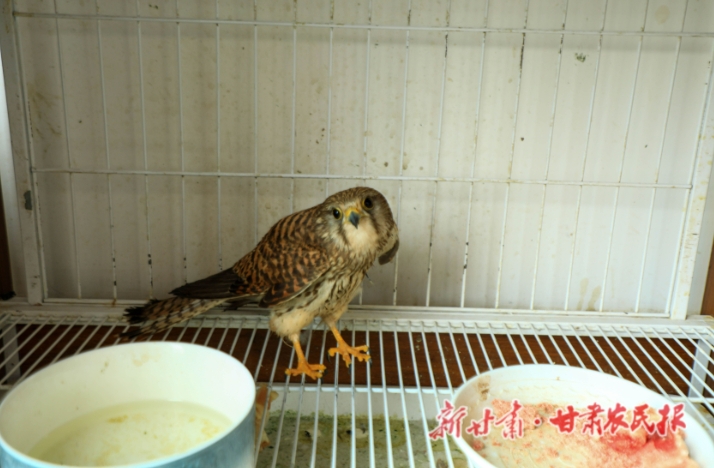 民乐县公安局森林警察大队救助一只国家二级保护动物红隼