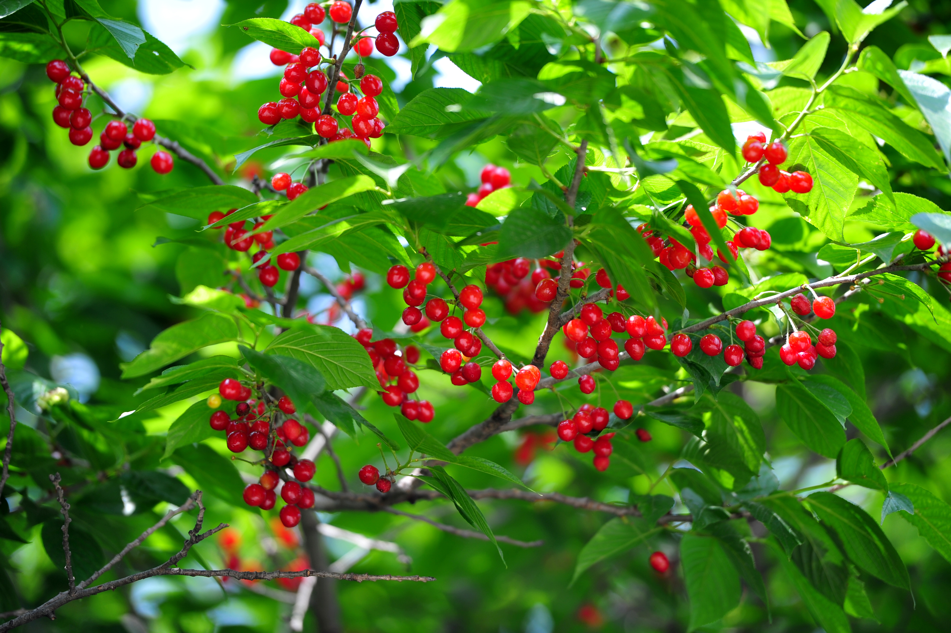 樱桃夏季病虫害防治用药要了解