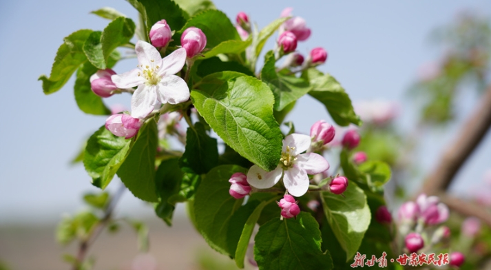 静宁：苹果花开俏枝头 “疏”出致富新路子