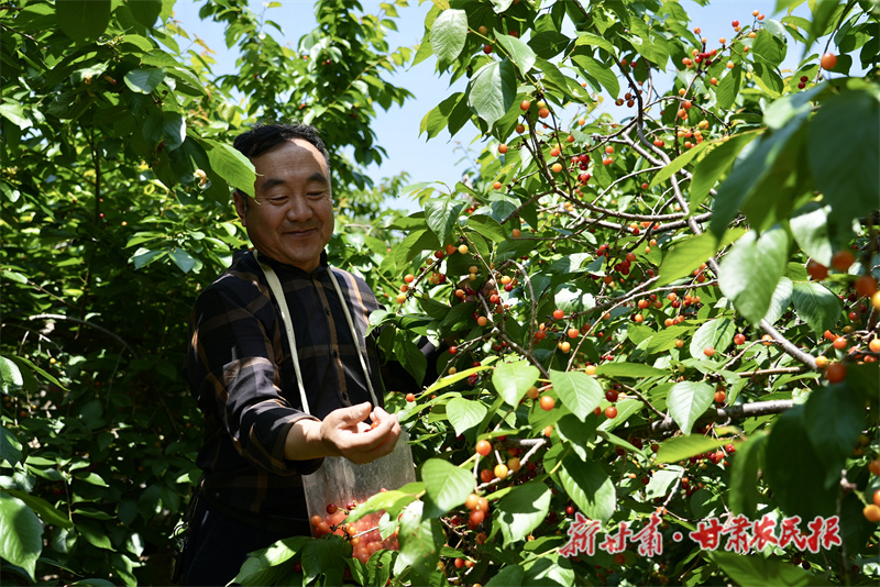 西和：樱桃枝头红 果园好&ldquo;丰&rdquo;景