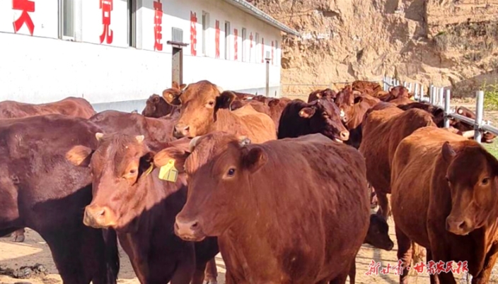 庄浪：奏响粮饲兼用玉米种植“集结号”

