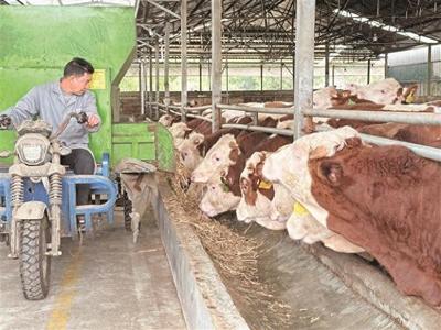 牛风湿病防治妙招