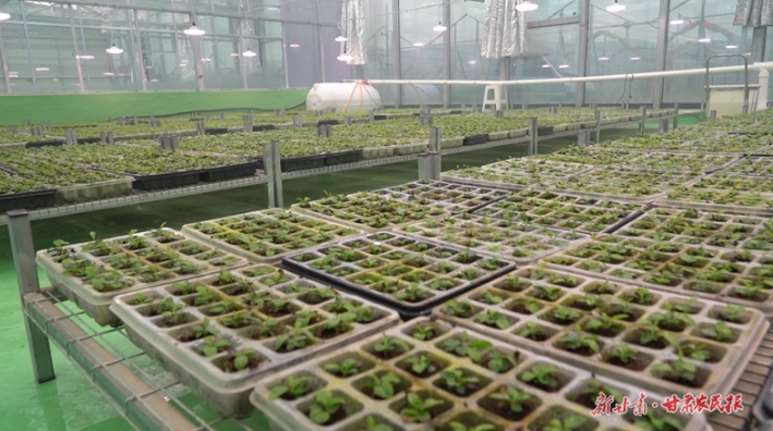 静宁：大棚育出增收新希望