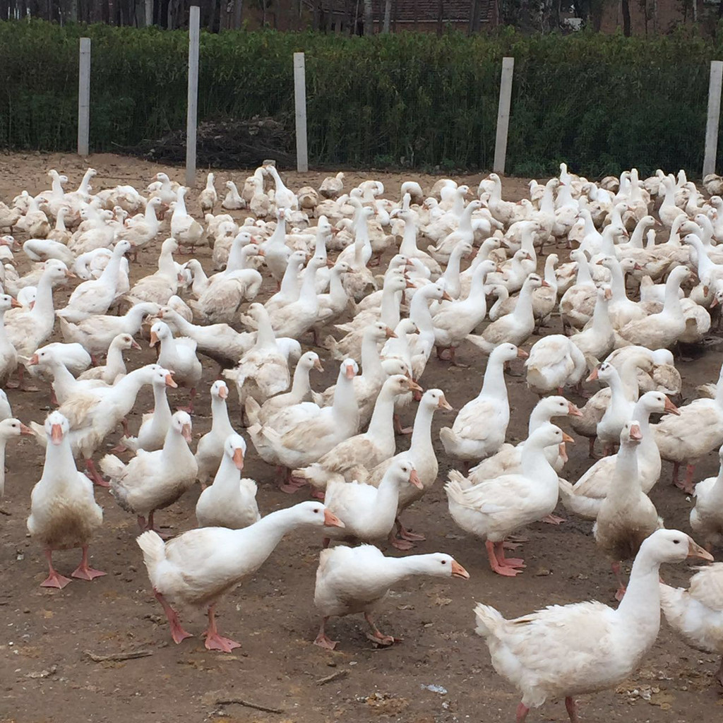 夏季养鹅怎样提高效益